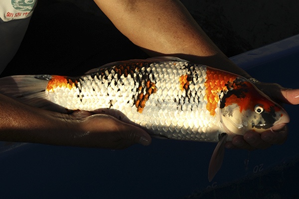 47-昭和三色-47cm-母-000-2014產-(寶源錦鯉養殖場-2015)-3.jpg