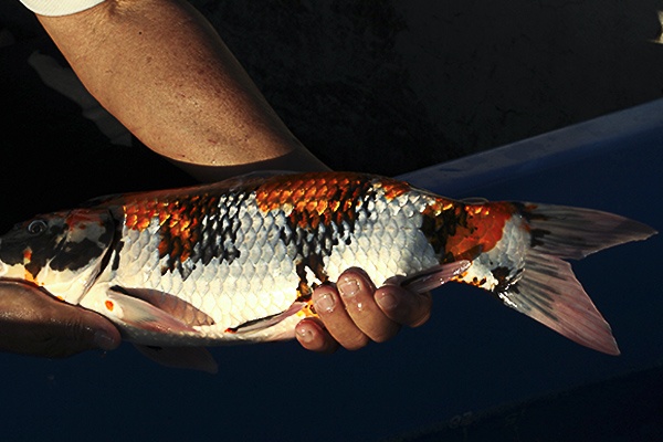 47-昭和三色-47cm-母-000-2014產-(寶源錦鯉養殖場-2015)-2.jpg