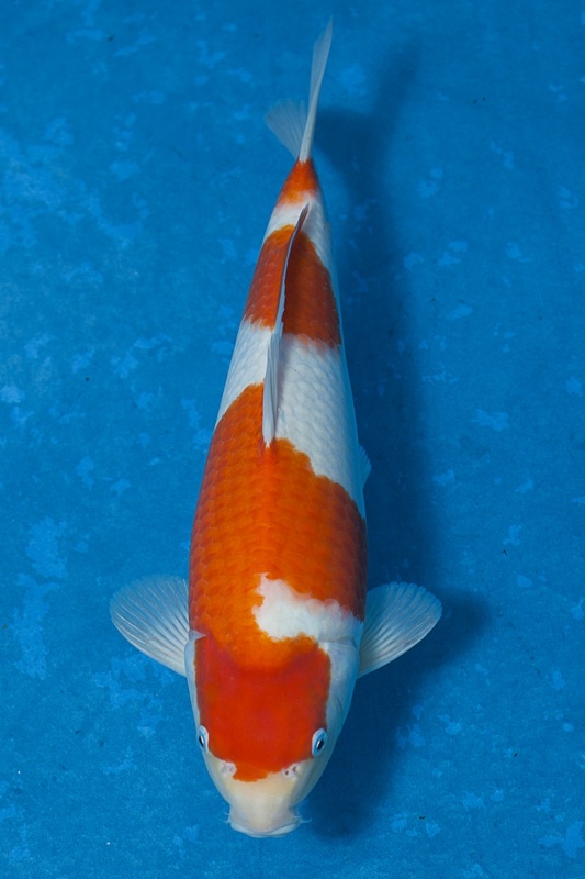 48-紅白-36cm-母魚-$5000-(寶源錦鯉養殖場-2015)-1.jpg