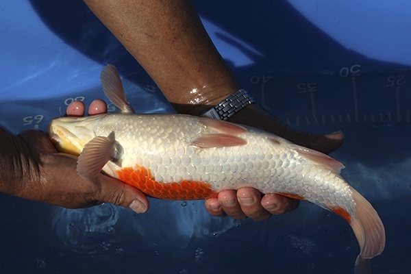 48-紅白-36cm-母魚-00-(寶源錦鯉養殖場-2015)-4.jpg