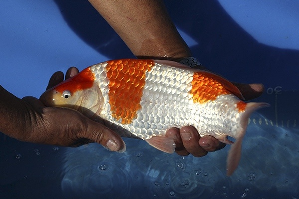 48-紅白-36cm-母魚-00-(寶源錦鯉養殖場-2015)-2.jpg