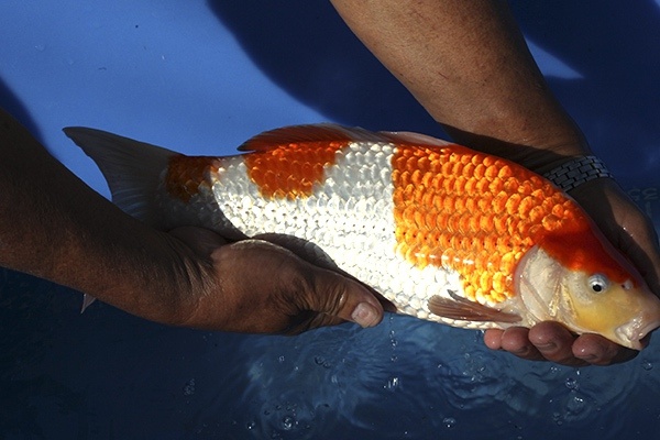 48-紅白-36cm-母魚-00-(寶源錦鯉養殖場-2015)-3.jpg