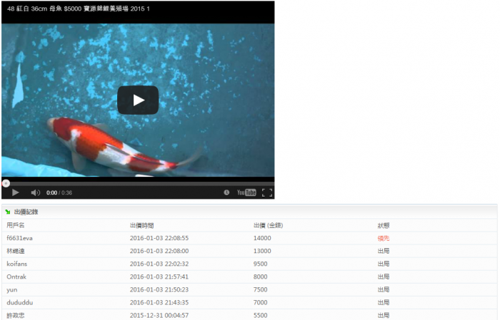 48-紅白-36cm-母魚--(寶源錦鯉養殖場-2015)2.png