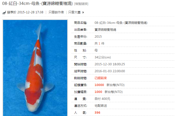 08-紅白-34cm-母魚-(寶源錦鯉養殖場).png