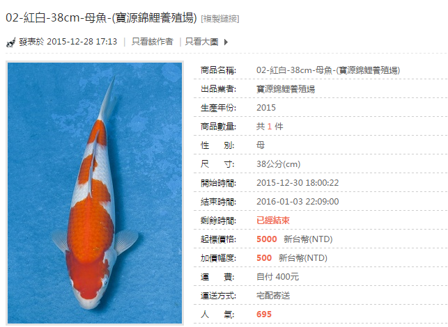 02-紅白-38cm-母魚-(寶源錦鯉養殖場).png