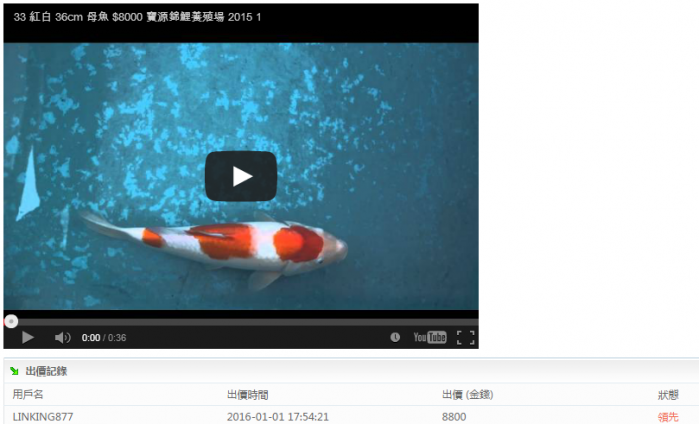 33-紅白-36cm-母魚--(寶源錦鯉養殖場-2015)2.png