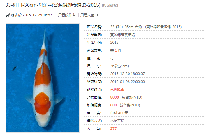 33-紅白-36cm-母魚--(寶源錦鯉養殖場-2015).png