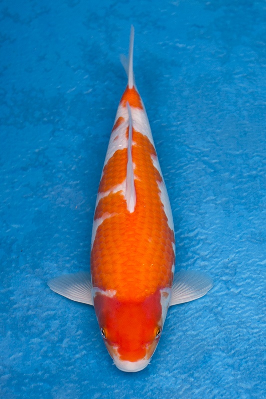 04-紅白-35cm-母-$3000-(江口的錦鯉殿-2015)-1.jpg