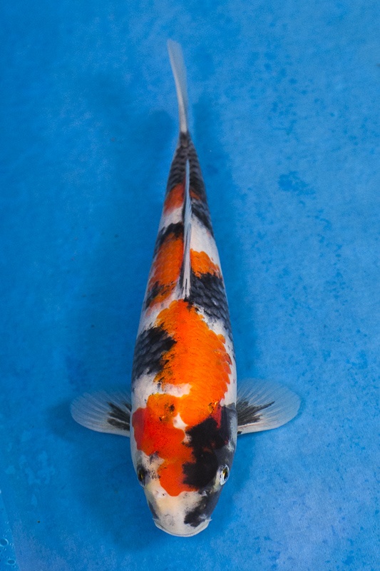 16-昭和三色-29cm-母高-$8000-(江口的錦鯉殿-2015)-1.jpg