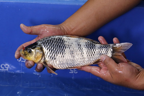 18-丹頂昭和-29cm-不明-00-(江口的錦鯉殿-2015)-2.jpg