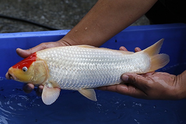 26-單頂(102產)-38cm-母高-00-2015年產-(102part2-御三家-2016)-2.jpg