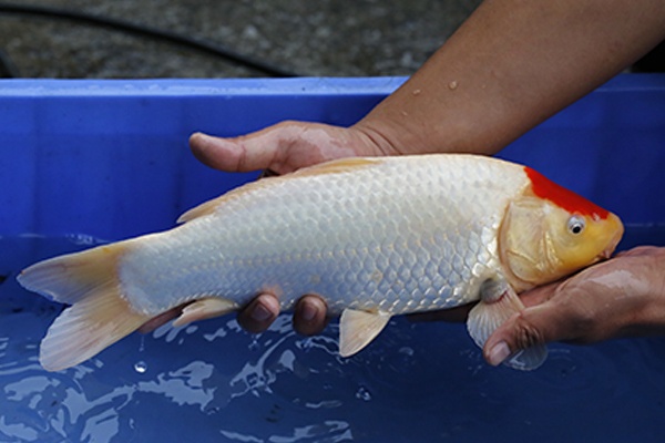 26-單頂(102產)-38cm-母高-00-2015年產-(102part2-御三家-2016)-3.jpg