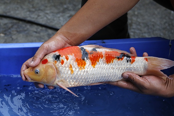 27-大正三色(錢豹產)-40cm-母高-00-2015年產-(102part2-御三家-2016)-2.jpg