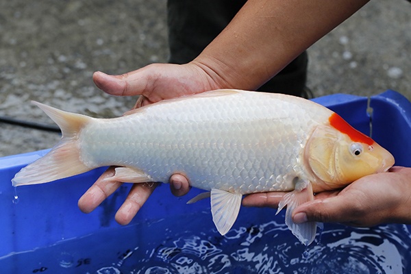 17-單頂(102產)-38cm-母高-00-2015年產-(102part2-御三家-2016)-3.jpg