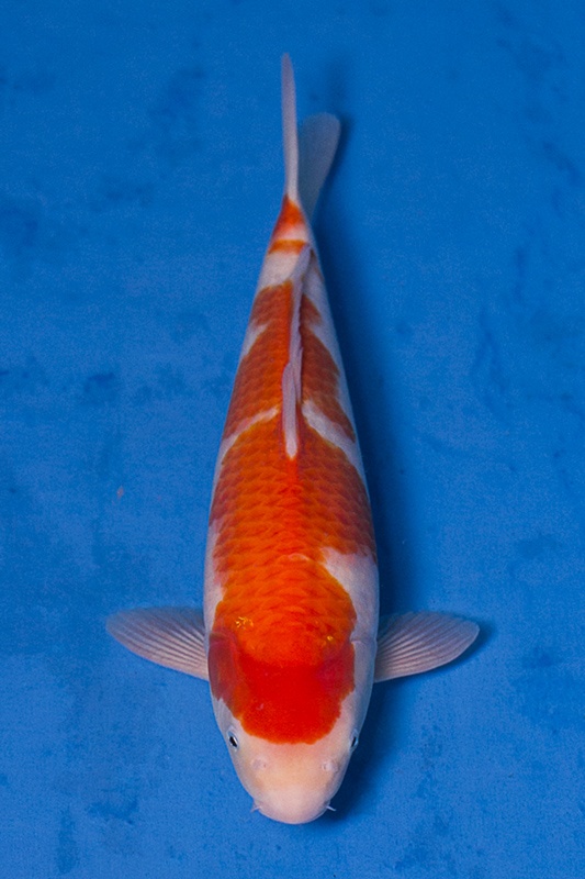 37-紅白(102)-43cm-母高-$5000-2015年產-(102part2-御三家-2016)-1.jpg