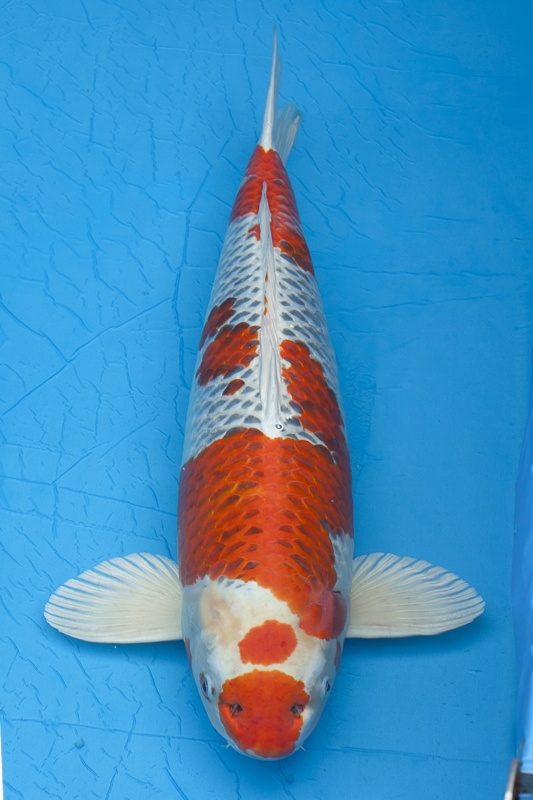 01-孔雀-72cm-公-2011年產-5000起標(外場魚)(2016億來錦鯉)-1.jpg