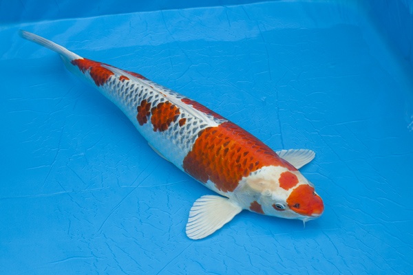 01-孔雀-72cm-公-2011年產-5000起標(外場魚)(2016億來錦鯉)-2.jpg