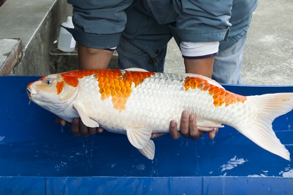 01-孔雀-72cm-公-2011年產-5000起標(外場魚)(2016億來錦鯉)-3.jpg