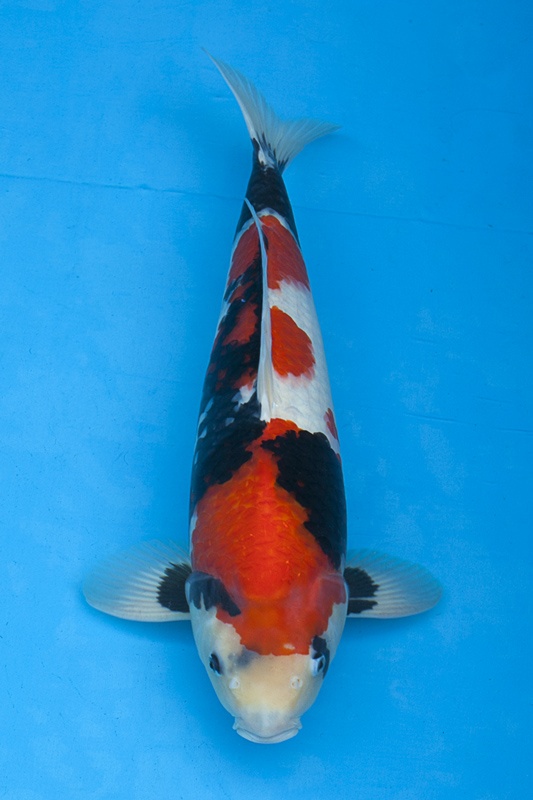 03-昭和-55cm-公-2014年產-5000起標(外場魚)(2016億來錦鯉).jpg