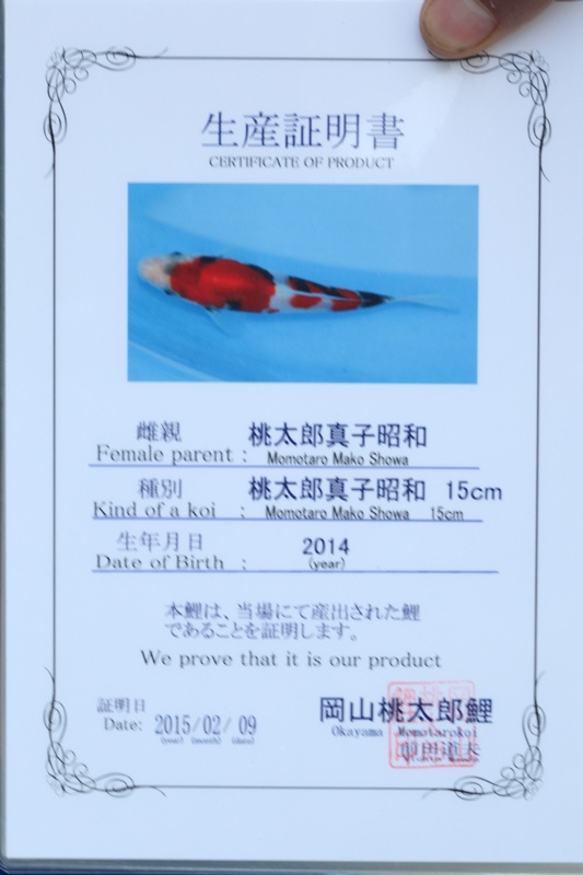 03-昭和-55cm-公-2014年產-5000起標(外場魚)(2016億來錦鯉)-2.jpg