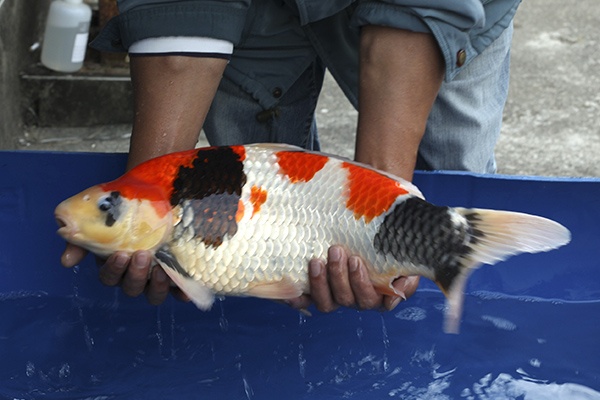 03-昭和-55cm-公-2014年產-5000起標(外場魚)(2016億來錦鯉)-3.jpg