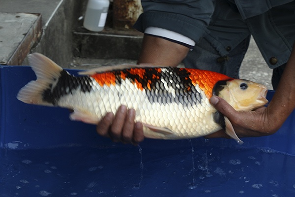 03-昭和-55cm-公-2014年產-5000起標(外場魚)(2016億來錦鯉)-4.jpg