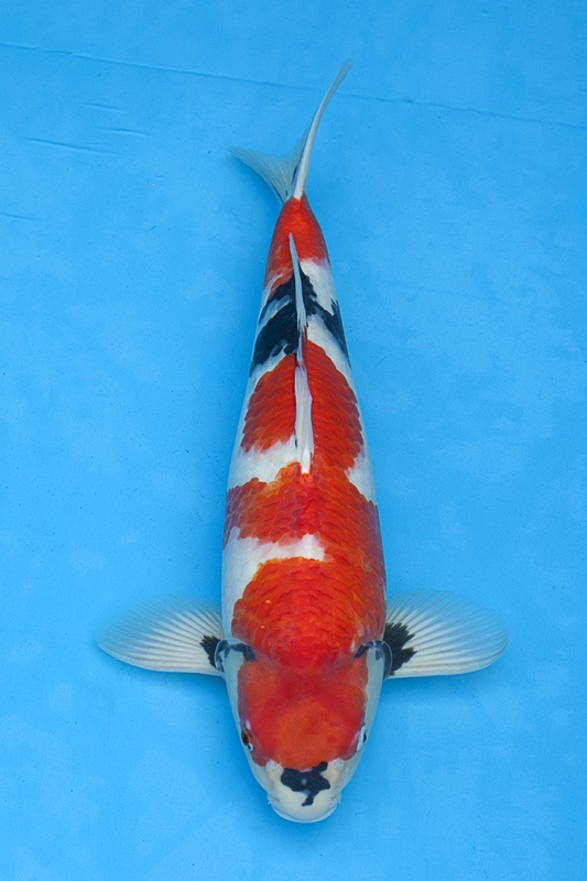 04-昭和-55cm-公-2014年產-5000起標(外場魚)(2016億來錦鯉).jpg