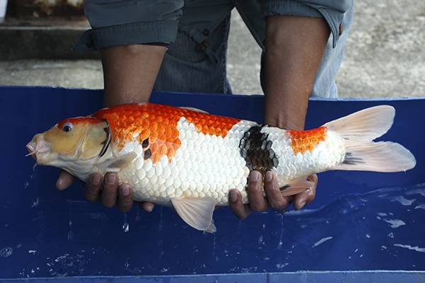 04-昭和-55cm-公-2014年產-5000起標(外場魚)(2016億來錦鯉)-3.jpg