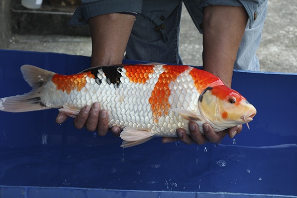 04-昭和-55cm-公-2014年產-5000起標(外場魚)(2016億來錦鯉)-4.jpg