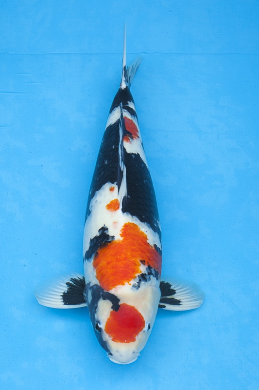 05-丹頂昭和-60cm-不明-2013年產-15000起標(外場魚)(2016億來錦鯉)-1.jpg