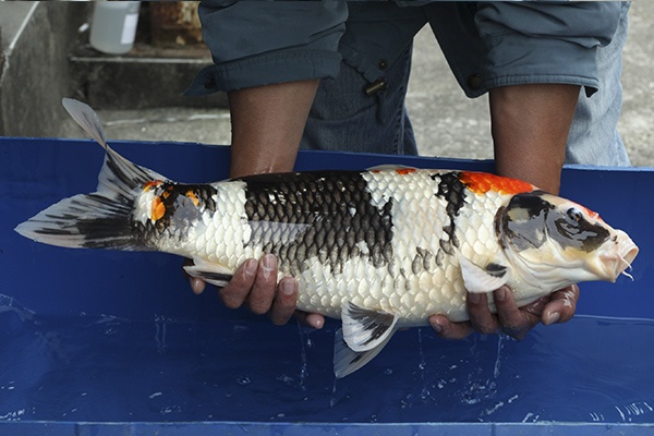 05-丹頂昭和-60cm-不明-2013年產-15000起標(外場魚)(2016億來錦鯉)-2.jpg