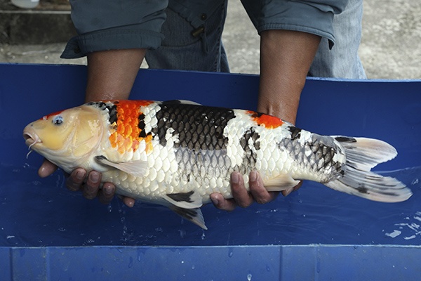 05-丹頂昭和-60cm-不明-2013年產-15000起標(外場魚)(2016億來錦鯉)-3.jpg