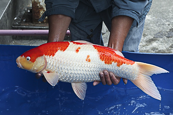 06-紅白-60cm-母-2014年產-5000起標(2016億來錦鯉)-2.jpg