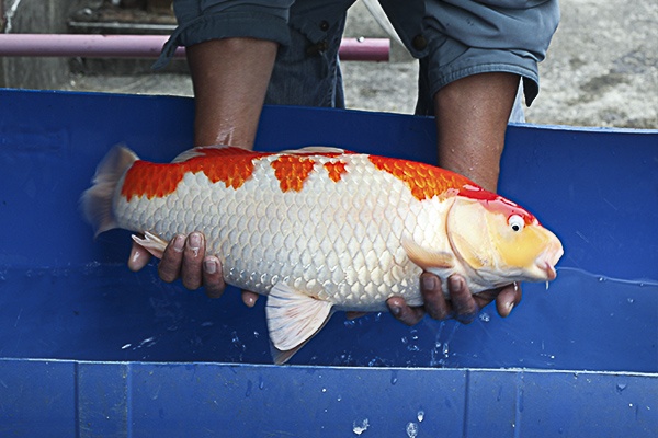 06-紅白-60cm-母-2014年產-5000起標(2016億來錦鯉)-3.jpg