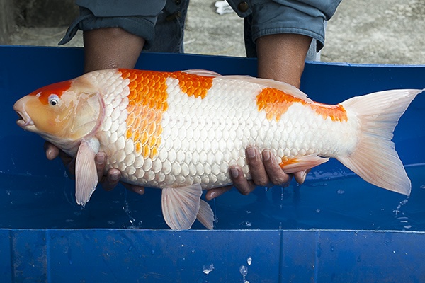 08-紅白-63cm-母-2014年產-5000起標(2016億來錦鯉)-2.jpg