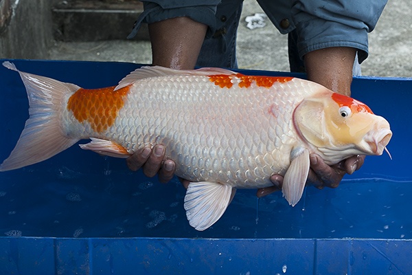 08-紅白-63cm-母-2014年產-5000起標(2016億來錦鯉)-4.jpg