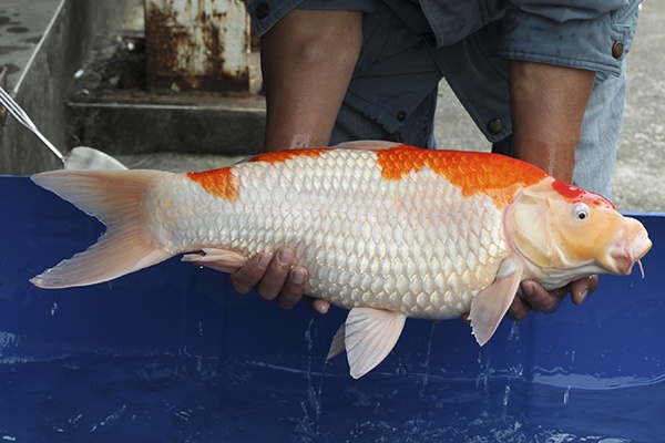 09-丸天紅白-61cm-母-2014年產-5000起標(2016億來錦鯉)-3.jpg