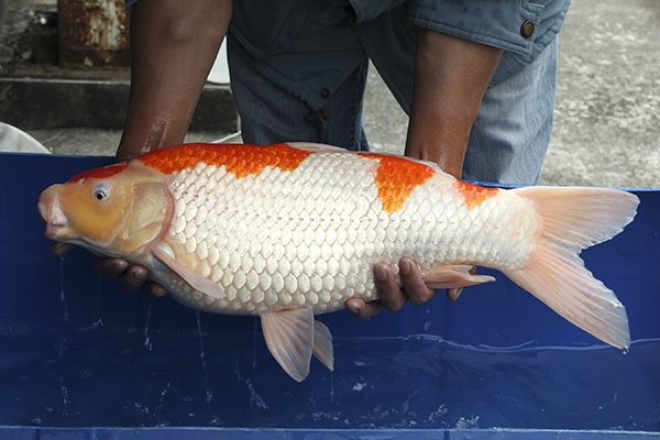 09-丸天紅白-61cm-母-2014年產-5000起標(2016億來錦鯉)-2.jpg