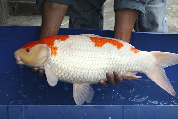 10-紅白-61cm-母-2014年產-5000起標(2016億來錦鯉)-2.jpg