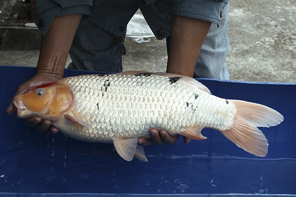 11-丹頂三色-60cm-母-2014年產-5000起標(2016億來錦鯉)-2.jpg