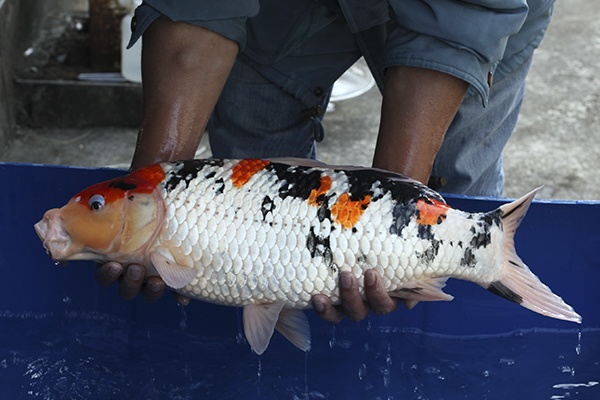 12-大正-60cm-母-2014年產-5000起標(2016億來錦鯉)-2.jpg