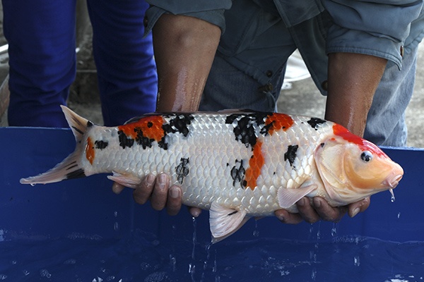 12-大正-60cm-母-2014年產-5000起標(2016億來錦鯉)-3.jpg