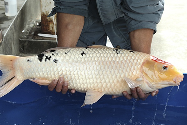 16-丹頂三色-78cm-不明-2013年產-10000起標(2016億來錦鯉)-2.jpg