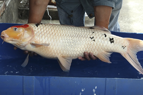 16-丹頂三色-78cm-不明-2013年產-10000起標(2016億來錦鯉)-3.jpg