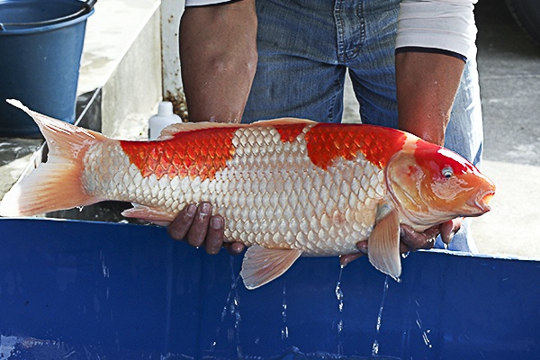 19-紅白-67cm-母-2013年產-5000起標(2016億來錦鯉)-2.jpg