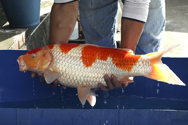 19-紅白-67cm-母-2013年產-5000起標(2016億來錦鯉)-3.jpg