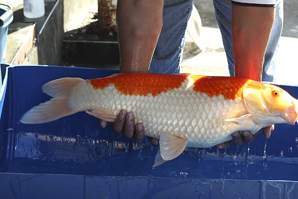 20-紅白-67cm-母-2013年產-5000起標(2016億來錦鯉)-2.jpg