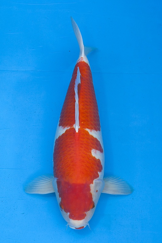 20-紅白-67cm-母-2013年產-5000起標(2016億來錦鯉)-1.jpg