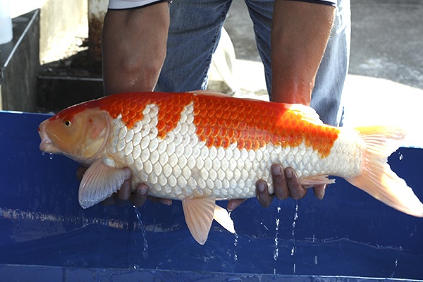 20-紅白-67cm-母-2013年產-5000起標(2016億來錦鯉)-3.jpg