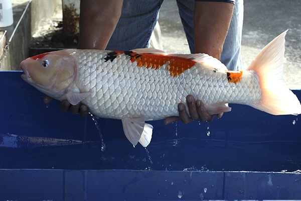 21-大正-75cm-母-2011年產-5000起標(2016億來錦鯉)-2.jpg